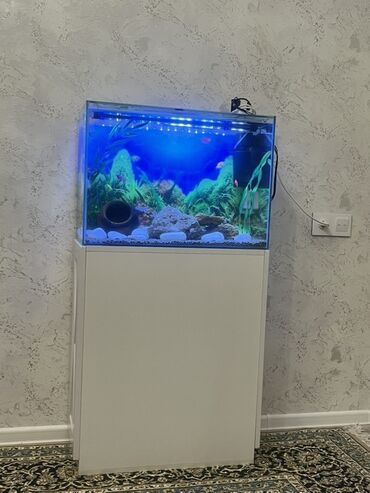 Akvariumlar: Akvarium-şkaf, Balıqlarla birlikdə, 90 l, Ödənişli çatdırılma — 2