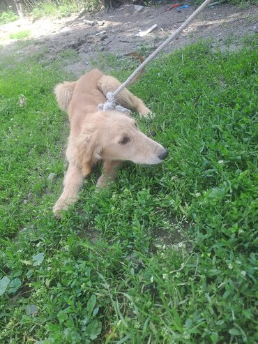 охотник собака: Тайган кобель очень послушный зовут Симба. щенок 2 месяца
месяца
