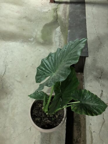 Алоказии: Алоказия — это декоративное растение с крупными, глянцевыми листьями — 5