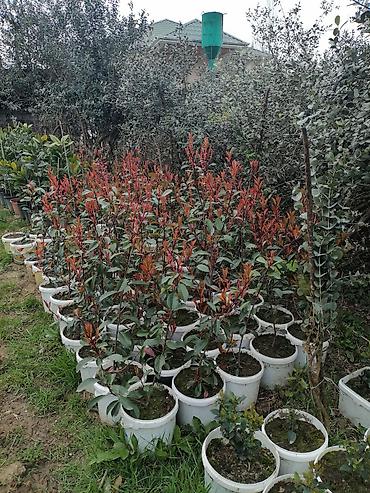 pelarqoniya bitkisi: Fotiniya (Photinia x fraseri ‘Red Robin’) dekorativ kol bitkiləri - — 1
