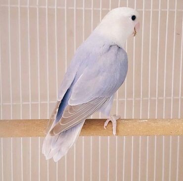 Tutuquşları: Məhsul: Agapornis (sevgi tutuquşuları) – müxtəlif rəng mutasiyaları — 8