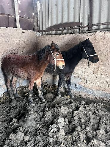 Лошади, кони: Продаю | Жеребенок | На забой — 1