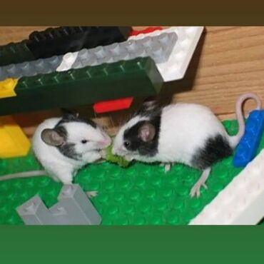 Хомяки: Продаются хомячки джунгарские, сирийские, ангорские пушистые хомячки — 12