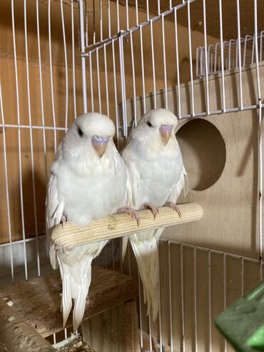 afcarka qiymeti: Yeni yemə düşmüş çex balalar. Qiymət birinə aiddir. BARTER YOXDU!!!