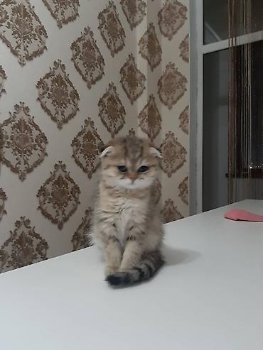 Продажа кошек: Шотландский вислоухий котёнок - Порода: Scottish Fold (вислоухий) - — 1