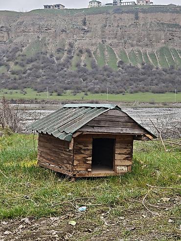 papuqay type 1: Salam it yuvasi satilir birinci şekildeki kimi de sata bileriy yani el — 4