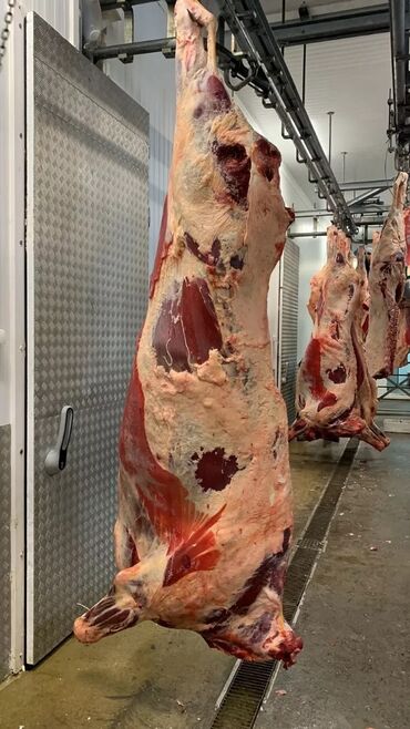 объявления о найденных животных: Сатып алам | Уйлар, букалар, Жылкылар, аттар, Башка а/ч жаныбарлары | Күнү-түнү, Бардык шартта, Союлган
