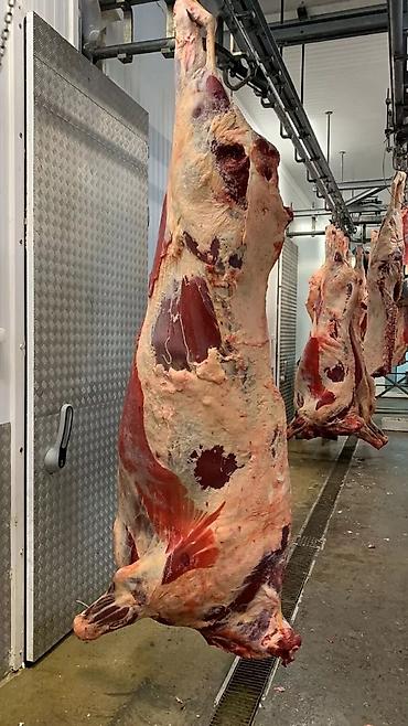 дойки ко: Колбасный цех : Лошади, кони, Коровы, быки, | На забой, на мясо — 7