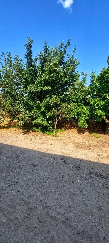 Həyət evləri və villaların satışı: Fatmayı 3 otaqlı, 120 kv. m, Kredit yoxdur, Yeni təmirli -da lalafo.az — 24 Həyət evləri və villaların satışı: Fatmayı 3 otaqlı, 120 kv. m, Kredit yoxdur, Yeni təmirli — 24