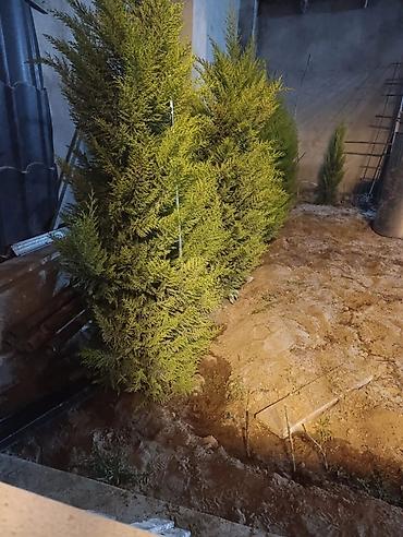 suvalanda ev: Şüvəlan qəs., 140 kv. m, 5 otaqlı, İnternet, Qaz, İşıq — 8