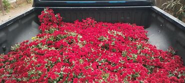 Çöl bitkiləri: Müxtəlif rəngli Xrizantema payızgülü güllərinin topdan və pərakəndə — 8