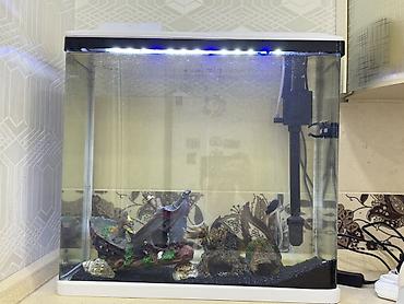 kompressor akvarium: Zavod istehsalı olan akvarium sarılır 60 litrdi, içində 4 ədəd balıq — 1