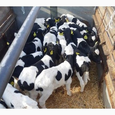 продажа быков: Продаю | Корова (самка), Бык (самец), Тёлка