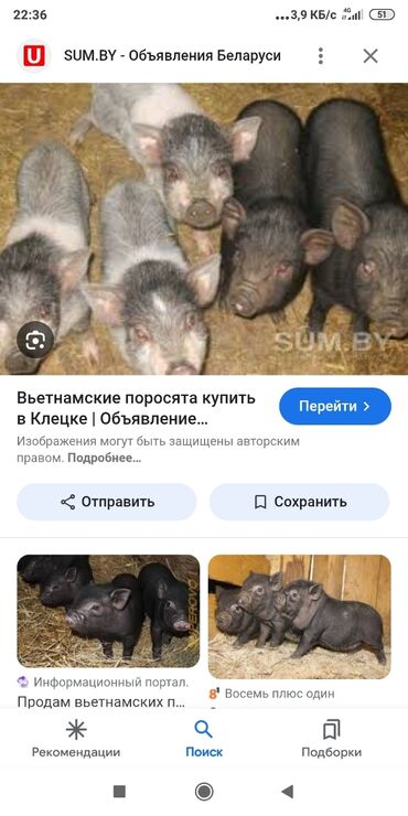 черепаха живой: Продаю | Поросенок | Вьетнамская вислобрюхая | Для разведения