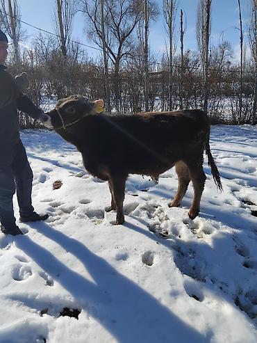 Коровы, быки: Продаю | Бык (самец) | Полукровка | На откорм — 22