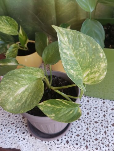 Ostale kućne biljke: Aloja u saksiji prečnika 19cm - 500 din Aloja u saksiji prečnika 15cm — 5