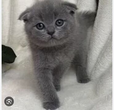 черная британская кошка: Британская короткошёрстная, 1 месяц, Девочка, Голубой