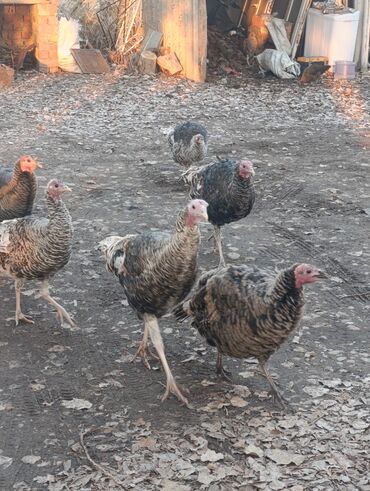 Индюки: Продаю | Индюшка (самка) | Для разведения | Племенные — 10