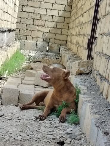 kreditle heyvan satisi: Pitbul, 1 il, Erkek