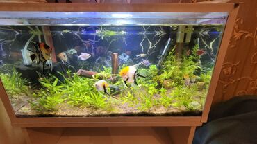 akvarium: Baliqlar ve bitkiler hamsi satilir cemi 40 xal Anstrus