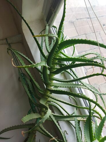 Buket güllər: Aloe gülü.20 illikdir.Çox sağlam təbii yolla böyüdülüb.Çooxx dərdlərin