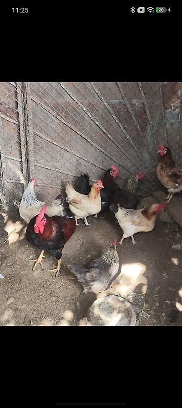 Куры: 🐔 YUMURTUYAN TOYUQLAR SATILIR! 🥚 10 ədəd yumurtuyan toyuqdur. Toyuqun — 5