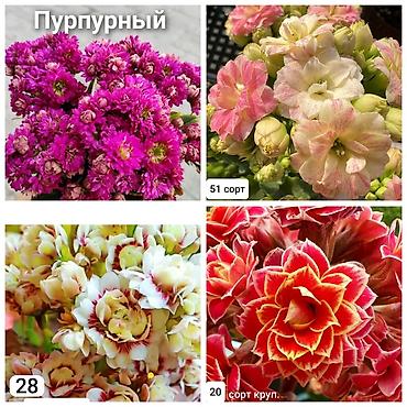 Другие комнатные растения: В продаже детки гибридных сортов каланхоэ по 150 с Бишкек ‼️ — 3