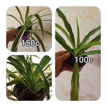 Садовые цветы и кустарники: Саженцы цветка — 13