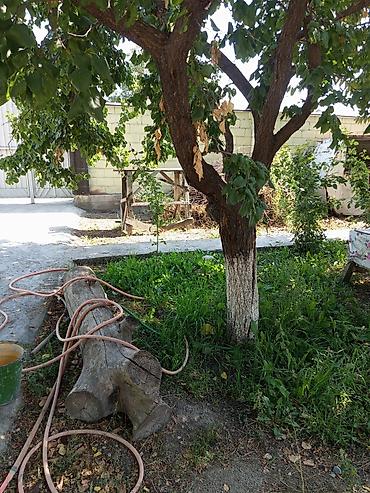 Дрова Орук