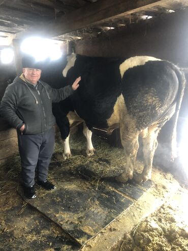 Коровы, быки: Продаю | Бык (самец) | Голштин, Бельгийская