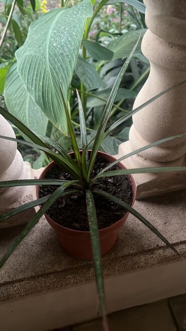 Otaq bitkiləri: Otaq və balkon üçün dekorativ bitkilər kolleksiyası - Qırmızı — 7