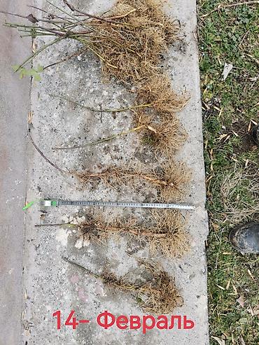 Ежевика: Саженцы ежевики (безшипные крупноплодные сорта) - Посадочный материал — 6