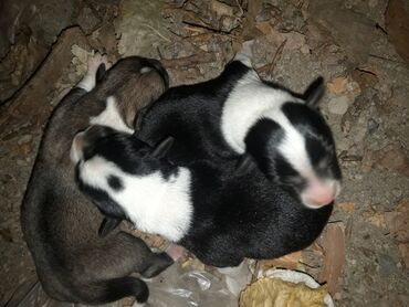 it sortlari: Zvonok, 1 ay, Dişi, Sənədli, Ünvandan götürmə