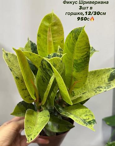 Фикус Шривериана (Ficus elastica ‘Shivereana’) — декоративный фикус с lalafo.kg да Фикус Шривериана (Ficus elastica ‘Shivereana’) — декоративный фикус с