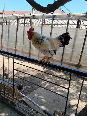 pomeranian satılır: Xoruz, il: 1, Ünvandan götürmə — 2