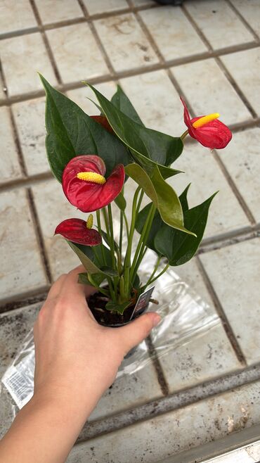 Otaq bitkiləri: Anthurium gülü. 15azn və 23azn. Ölçüyə görə qiymət dəyişir. Vatsapp