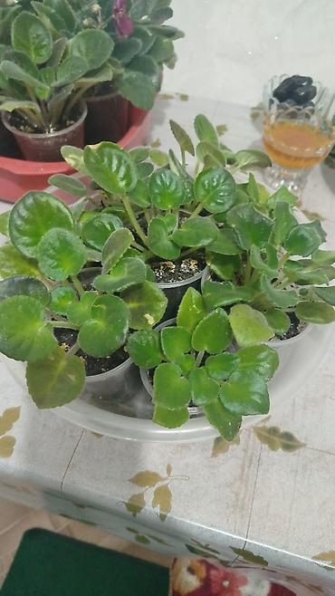 Диффенбахии: Диффенбахия и денежное дерево (толстянка) в горшках Что предлагается — 31