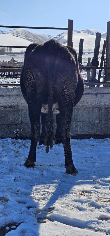 Коровы, быки: Продаю | Корова (самка) | Полукровка | Для молока | Привязанные — 4