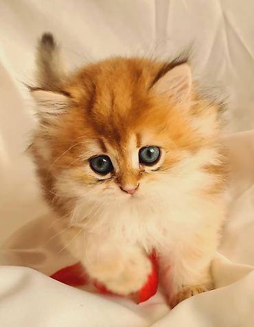 Pişiklər: Britan — 4