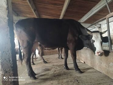 продам ячмень оптом: Продаю | Корова (самка) | Алатауская | Для молока