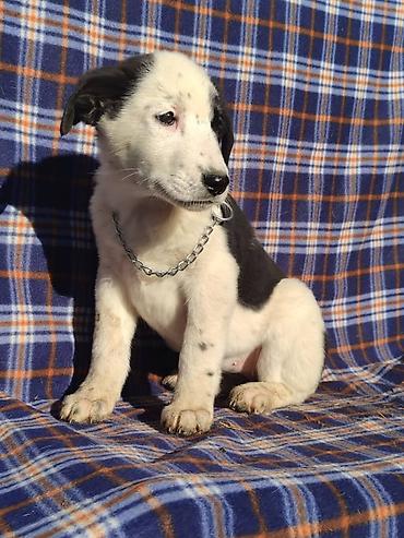 Продажа собак: Ищем дом щенкам. Дважды привиты,имеют ветеринарные паспорта. Есть — 14