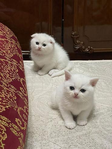 Кошки: Самец, Самка, В добрые руки, Бесплатная доставка, Платная доставка, Доставка в районы — 1