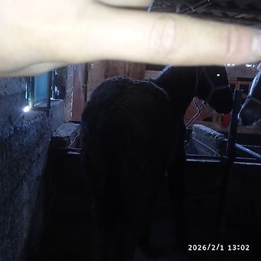 Лошади, кони: Продаю | Жеребенок | Для разведения — 8