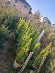 Другие растения: Şam ağacları