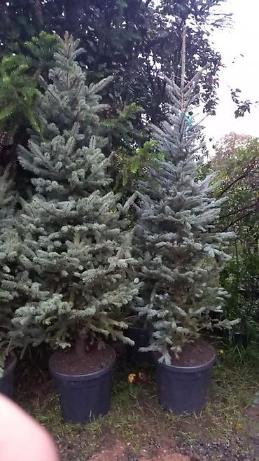 agac tinglerinin satisi: Ucuz qiymete qazon. var. 0Thuja və iynəyarpaqlı dekorativ ağaclar – — 6