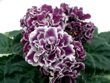 Otaq bitkiləri: Fialka startiorlari 4 azn — 2