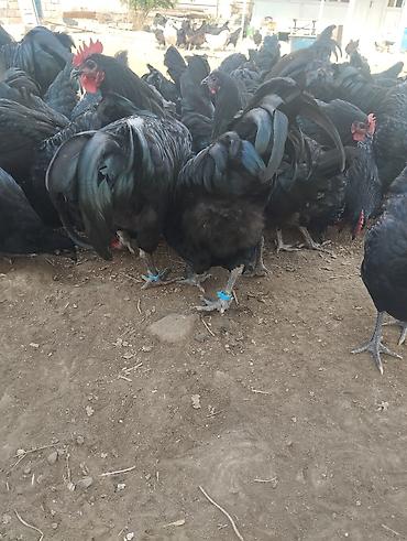 kənd toyuq: 4 ayliq Avstrolop xoruzlari satilir.Heyvanlar goz qabagindadi say — 5