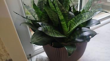 heserat yeyen bitkiler: Sansevieria (Qayın dili) dekorativ otaq bitkisi - Növ: Sansevieria — 1