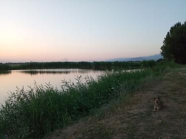 Продажа сельхоз предприятий: Ферма КРС, 10 соток, Не действующий, Без оборудования, Без коммуникаций, Электричество, Скважина — 12