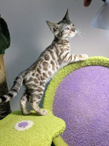 Продажа кошек: Бенгальская, 2 месяца, Мальчик, С документами, Приучена к лотку, Проглистована — 6